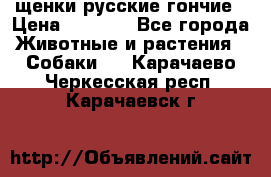 щенки русские гончие › Цена ­ 4 000 - Все города Животные и растения » Собаки   . Карачаево-Черкесская респ.,Карачаевск г.